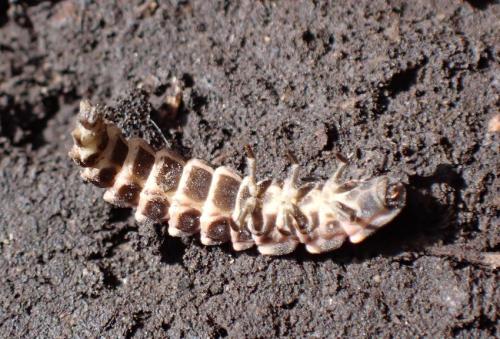 Lampyris noctiluca